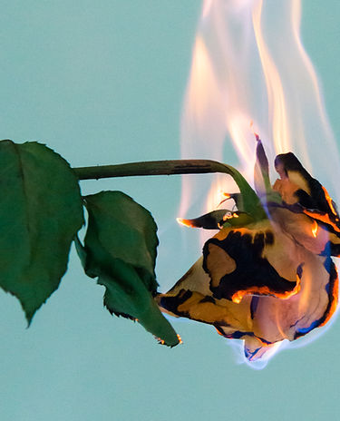 Burning Rose Close-Up