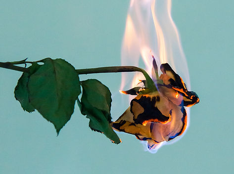 Rose brûlante