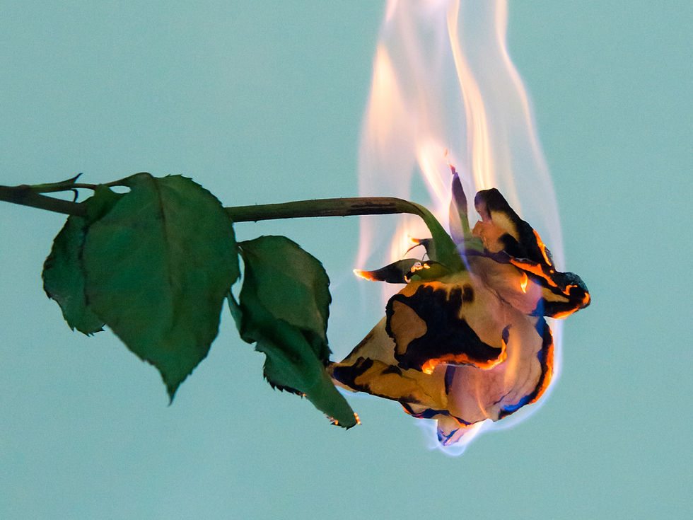 Burning Rose Close-Up