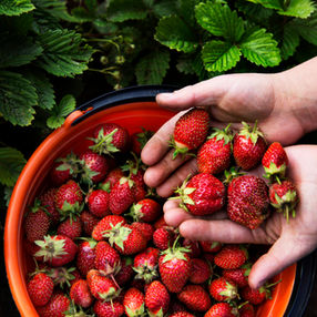 Discover the Best Produce and Seafood in Season in May
