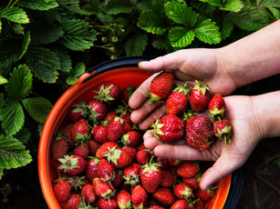 Autocueillette de fraises 2025 | Rabais sur activité