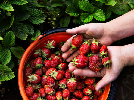 Discover the Best Produce and Seafood in Season in May