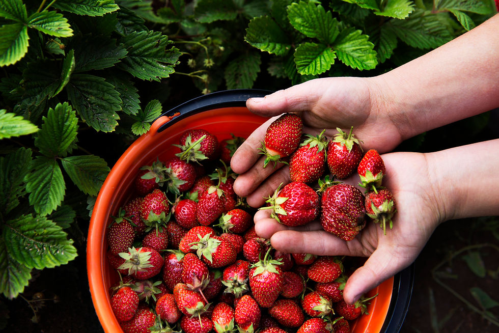 Freshly Picked Strawberries