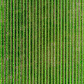 Crop Field Luftaufnahme