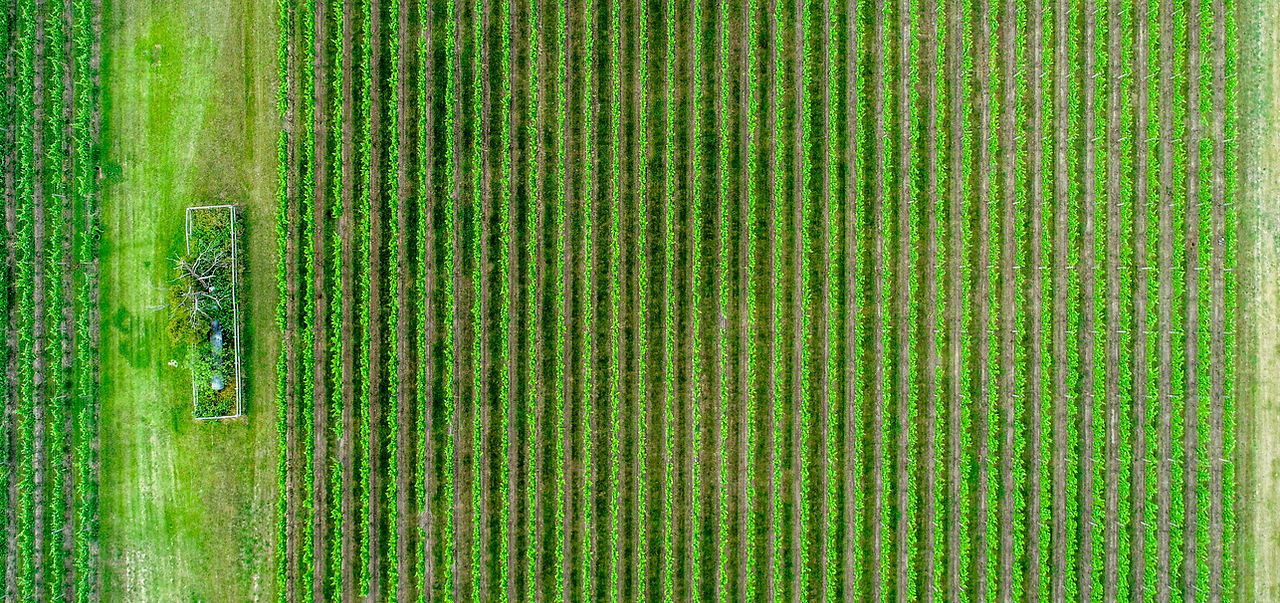 Crop Field Aerial Shot