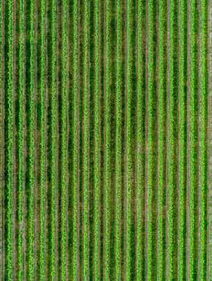 Avances científicos en los cultivos