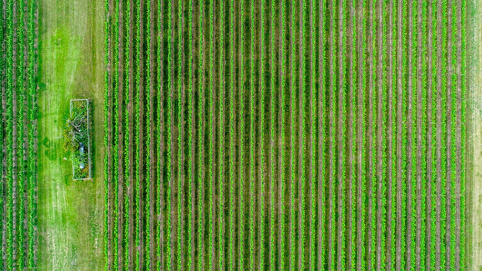 Foto aérea do campo de colheita