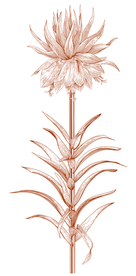 Red Botanical Silhouette