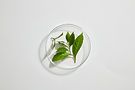 Green Leaves Glass
