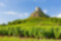 Vineyard