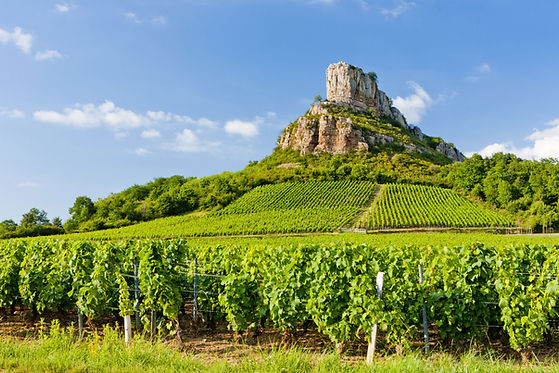 Champs de vignes