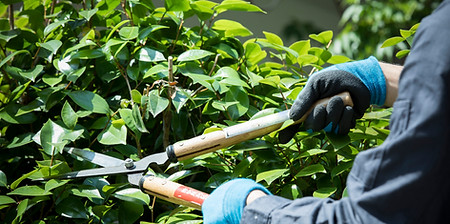 植木を剪定している男性の手