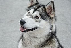Husky Candle