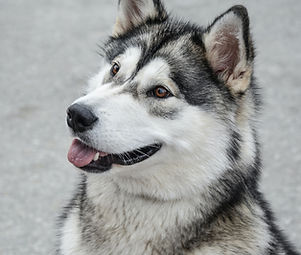 Siberian Husky