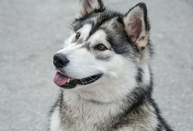 Siberian Husky Portrait
