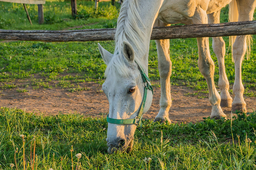 Young horse eating grass