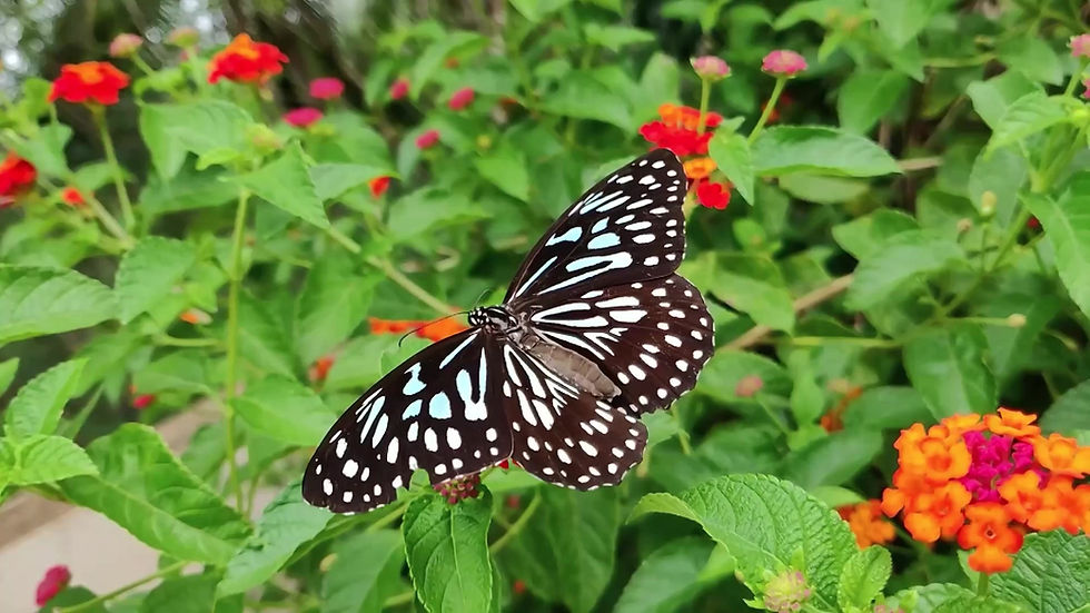 Borboleta em flores vibrantes