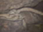 Fossilized Marine Reptile