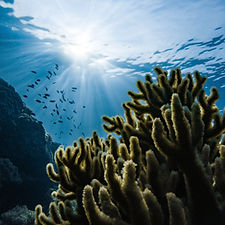 Green Coral and Fish