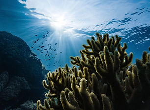 Underwater Coral Scene