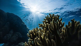 Corail et poissons verts