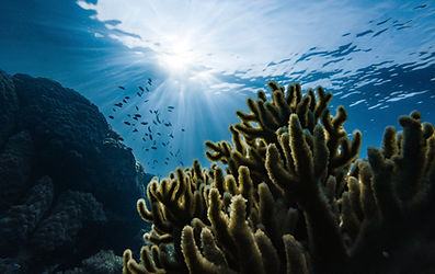 Green Coral and Fish