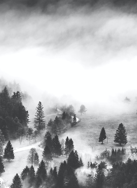 Foggy Forest