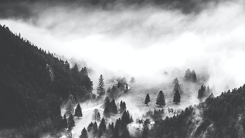 Foggy Forest