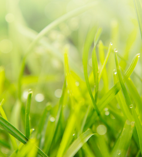 Raindrops on blades of grass