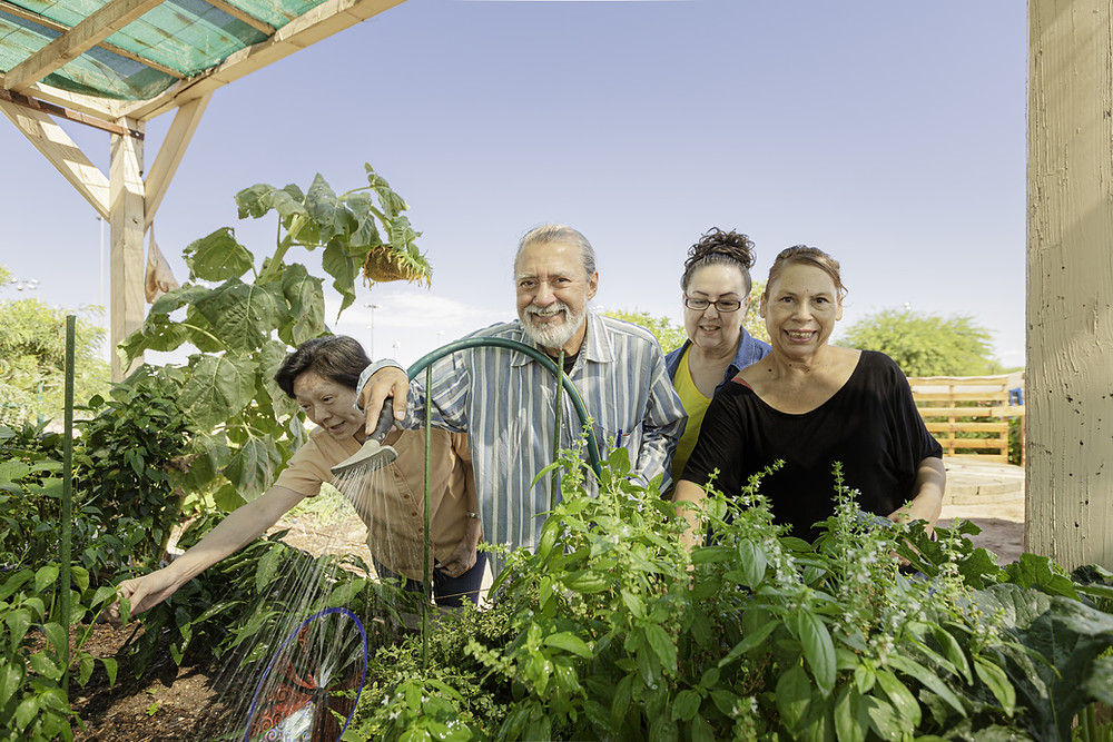 Senior citizens watering plants in a community garden.
