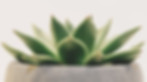 Green Succulent Plant
