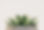 Green Succulent Plant