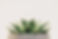 Green Succulent Plant