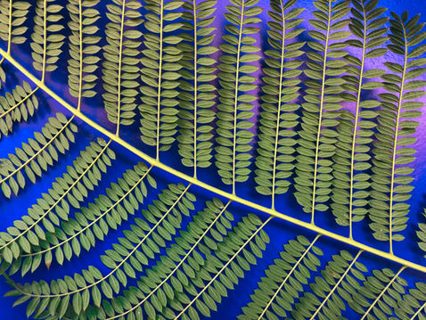 fern on bright background nature