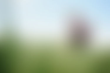 Калій, магній і фосфор у рослинному матеріалі: практичне значення для системи удобрення