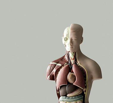 Human Anatomy Model