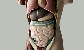 Peptide therapy promotes a healthy digestive system