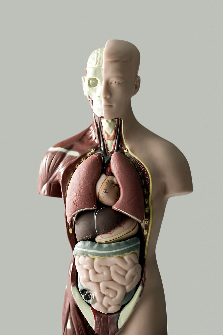 Modell der menschlichen Anatomie