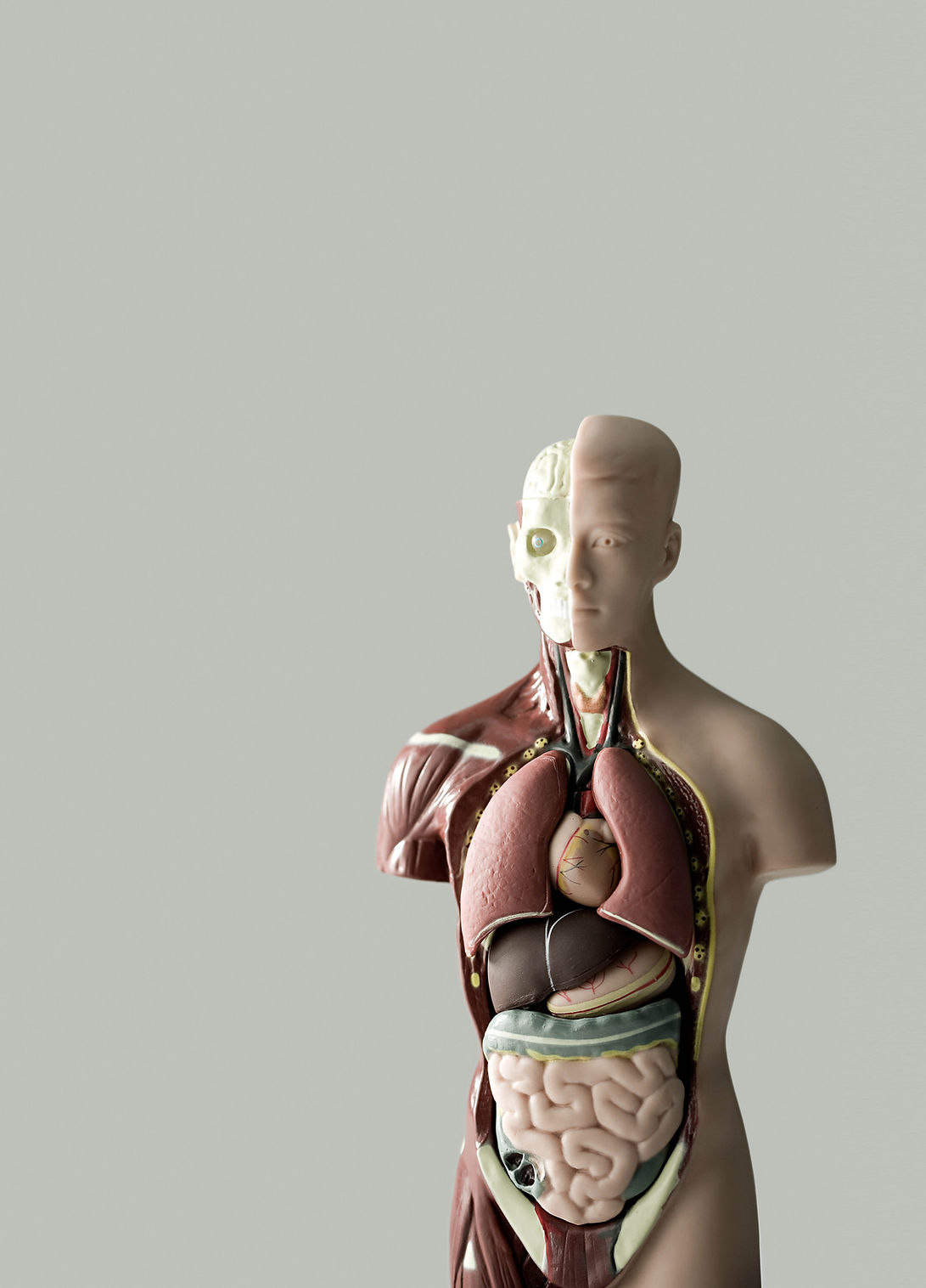 Modelo de anatomia humana