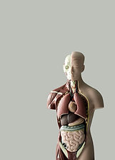 Anatomical Model