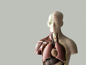 Fitness Blog: Gut Health: Building Function and Resilience