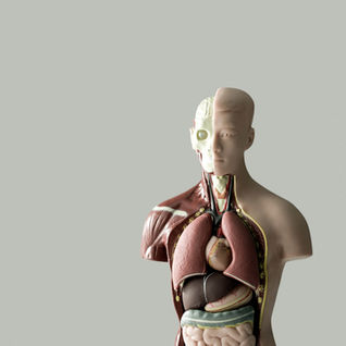 Gut bacteria and physical health