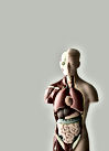 Anatomical Model