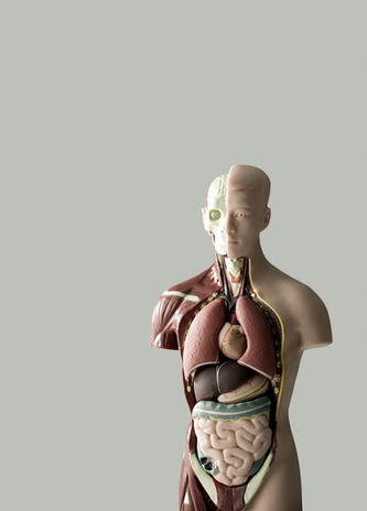 Anatomical Model