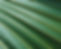 Green Leaf Closeup