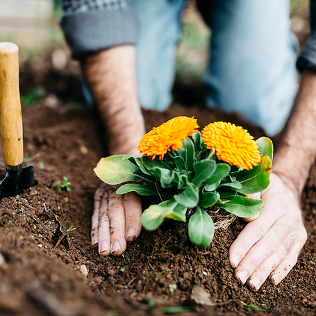 Hands planting vibrant orange flowers in rich soil