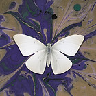 Butterfly on Ink