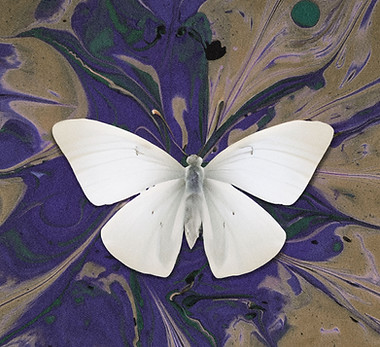 Schmetterling auf Tinte