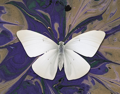 White Butterfly Art