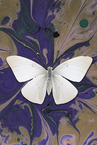 Schmetterling auf Tinte